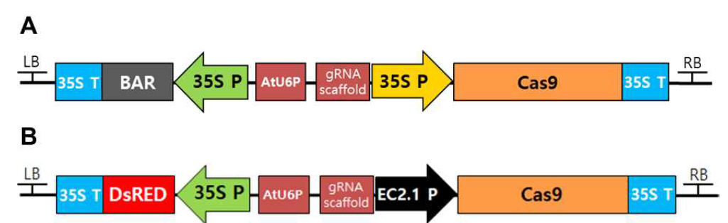 카멜리나 FAD2 편집에 사용된 벡터. (a) pBAtC 벡터와 (b) Bar 유전자와 35S 프로모터 대신 DsRed 유전자와 egg cell 2.1 프로모터로 대체한 벡터 2종 구축