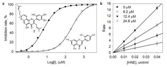 (a) 발굴된 유용대사체 1과 2의 농도에 따른 HNE 저해활성. (b) 화합물 2의 농도 및 HNE 농도에 따른 상관관계 (가역적저해제)