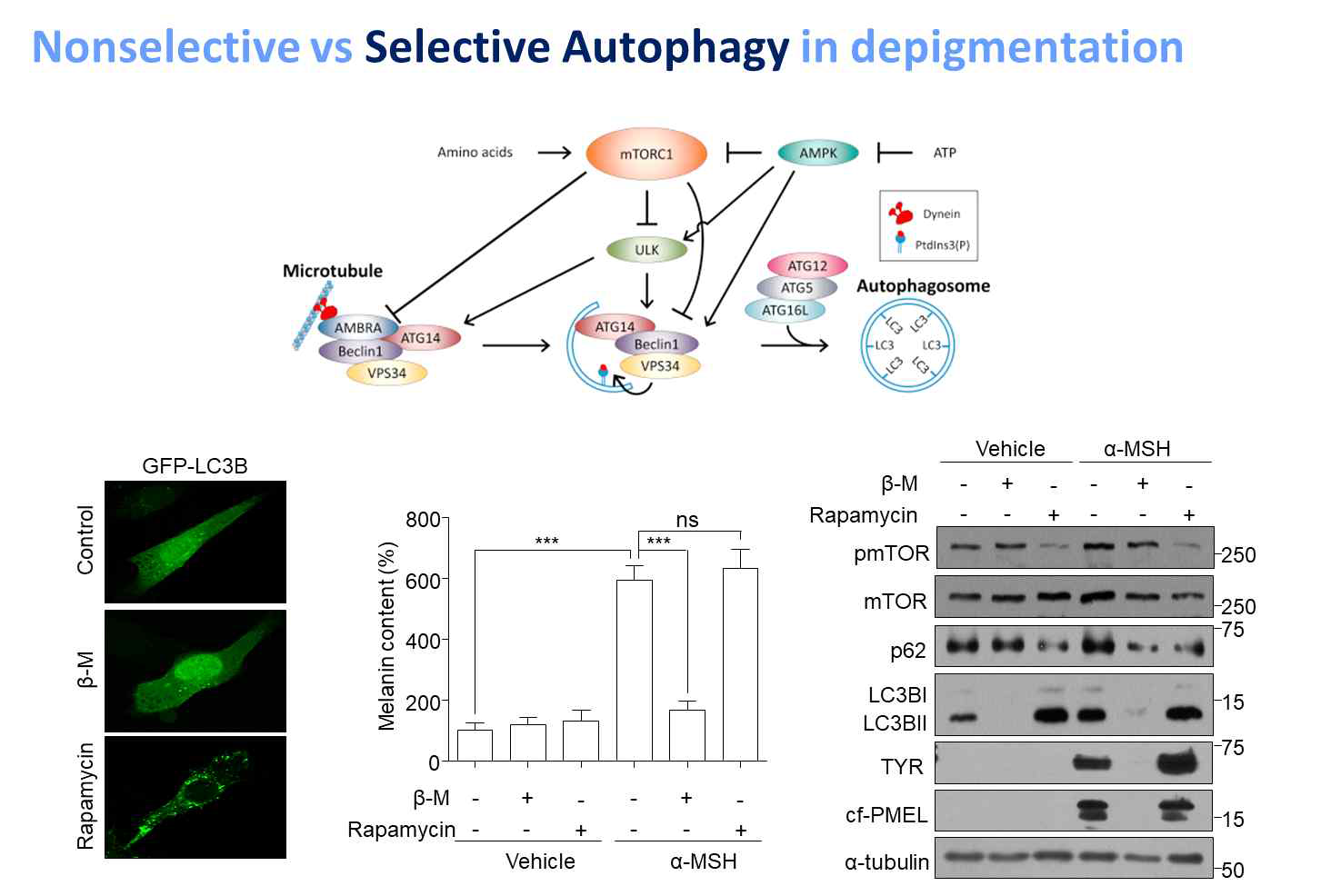비선택적 자가포식은 멜라노좀 제거에 관여하지 않음