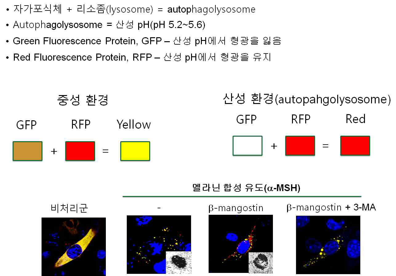 멜라노파지 유도 소재 발굴 시스템 구축