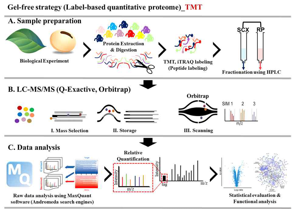 Gel-free한 단백질체 정량 분석 모식도