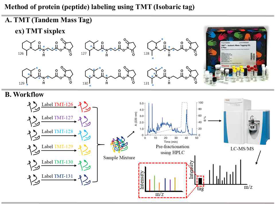 TMT기반의 단백질체 정량 분석 모식도