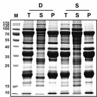 SDS-PAGE 결과 (D: 대원, S: 새단백) T; Total, S: PS-상등액, P: PS-펠렛
