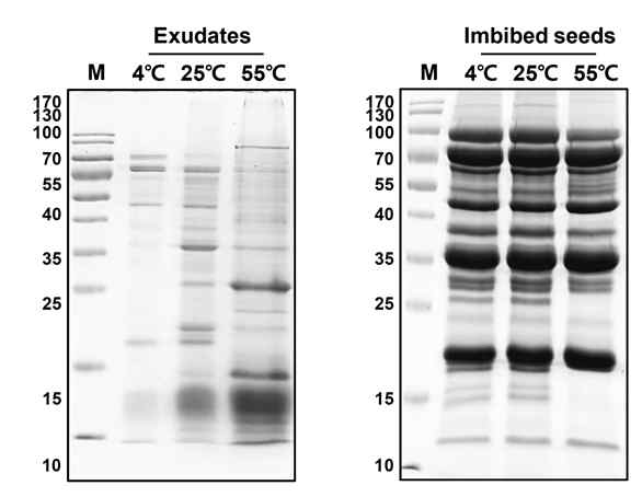 고온 침지 삼출액 및 종자의 SDS-PAGE