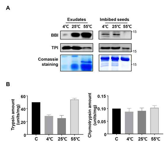 고온 침지 삼출액 및 종자를 이용한 wetern blot 분석 및 trypsin/chymotrypsin inhibitory activity 측정 결과