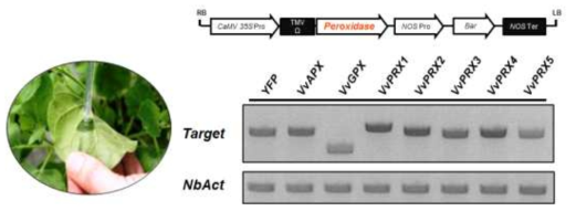 담배 infiltration 수행 후 Peroxidase 유전자 발현분석(RT-PCR)