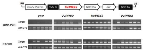 VvPRXs 과발현 형질전환 애기장대 식물체 선발(gDNA-PCR, RT-PCR 분석)