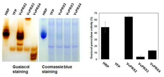 VvPRXs 과발현 형질전환 애기장대 식물체의 guaiacol peroxidase activity 활성조사