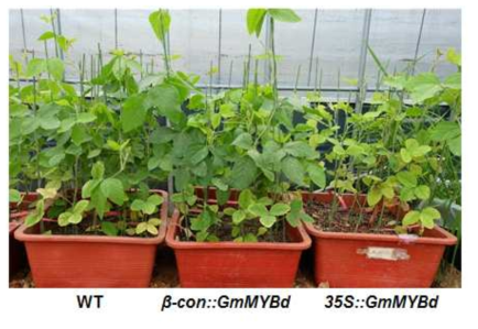 GmMYBd 유전자 과발현 형질전환 대두 식물체 개발