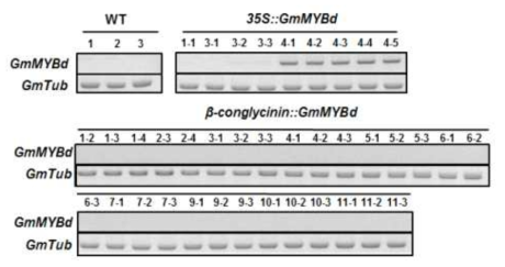 GmMYBd 유전자 과발현 형질전환 대두 식물체의 GmMYBd 유전자 발현 분석