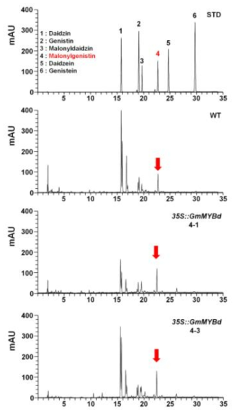 35S::GmMYBd 형질전환 대두 식물체의 이소플라본 함량 분석(HPLC 분석)