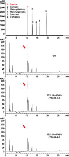 35S::GmMYBd 형질전환 대두 식물체(T3) 잎의 이소플라본 함량분석(HPLC)