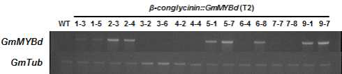 T2세대 β-conglycinin::GmMBd 종자의 GmMYBd 유전자 발현 분석