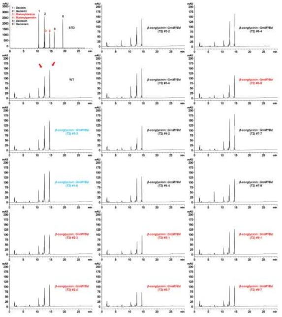 β-conglycinin::GmMYBd 형질전환 대두 식물체(T2) 종자의 이소플라본 함량 분석(HPLC)