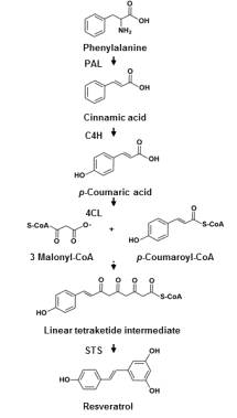 식물에서 알려진 레스베라트롤의 생합성 경로