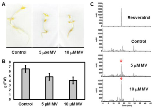 MV 처리농도에 따른 땅콩새싹 표현형 및 레스베라트롤 함량 변화