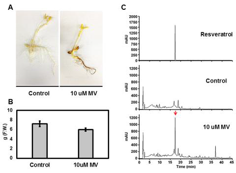 MV 처리에 따른 땅콩새싹의 생장 및 레스베라트롤 생산