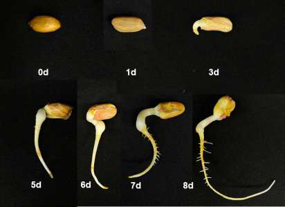 배양(재배) 시기에 따른 땅콩새싹의 생장변화