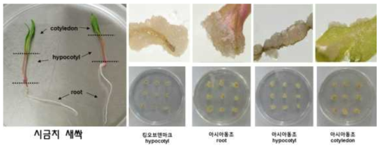 시금치로부터 유도된 시금치 캘러스