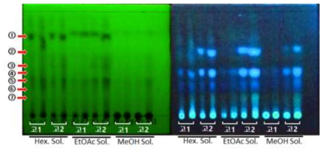 고삼 대량배양 세포 추출물(무처리구 및 MJ 처리구)의 물질 패턴 조사(TLC 분석)