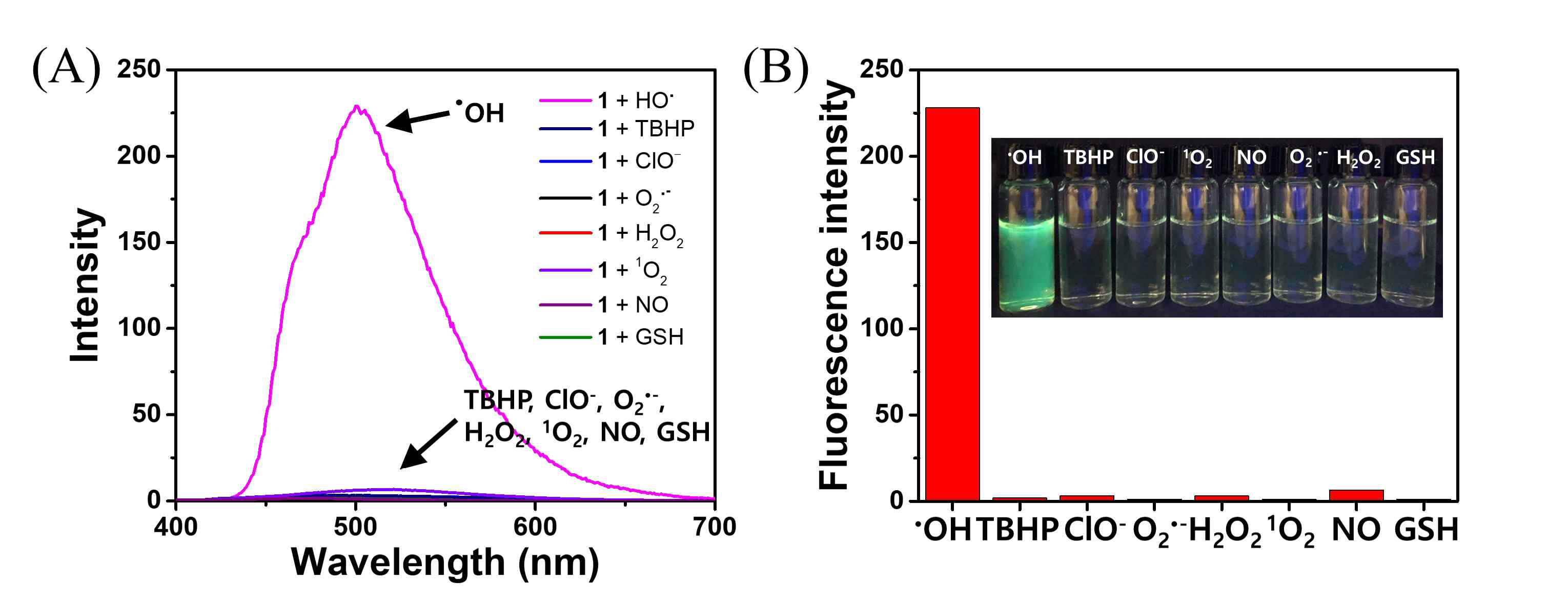 (A) 여러 종류의 활성산소종에 대한 프로브 1의 형광 스펙트럼 (B) 여러 종류의 활성산소종을 프로브에 처리 후 형광 세기의 변화량 및 형광 이미지 변화