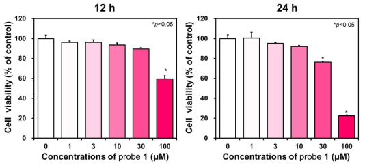 Hela 세포 내에 프로브 1을 12시간 및 24시간 동안 배양한 후 세포 생존율 확인
