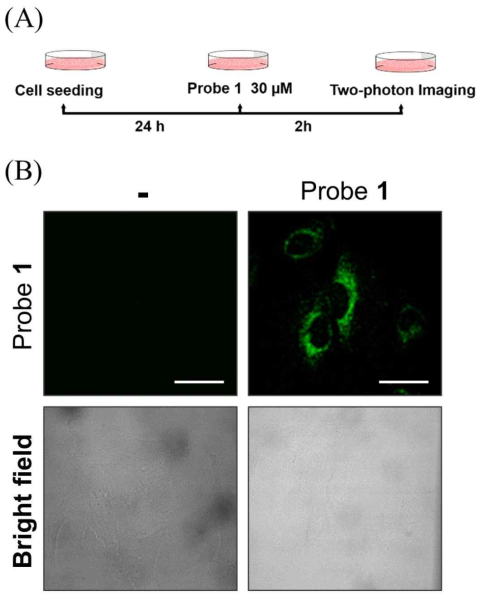 (A) 프로브 1의 세포처리 모식도 (B) Hela 세포에 프로브 1을 배양하기 전과 후의 형광 이미지 변화 확인