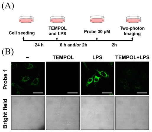 (A) Hela 세포에 TEMPOL(ROS 스케빈저)과 LPS(ROS 인듀서)를 처리모식도 및