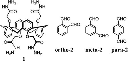 화합물 1의 구조 및 작용기위치에 따른 밴젠-다이알데하이드 (ortho-2, meta-2, para-2)