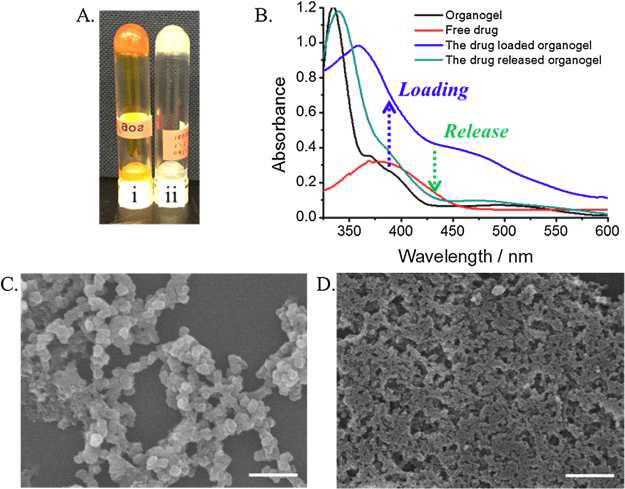 (A) 모델약물(gossypol)을 내포된 나노고분자체의 용매교환 전 후 (A) 사진 (B) 자외선-가시광선 스펙트럼 (C) 모델약물이 내포된 나노고분자체의 SEM 이미지 (D) 용매교환 후 SEM 이미지