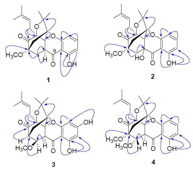 황우목에서 분리한 4종의 신규물질 및 그들의 HMBC 상관관계