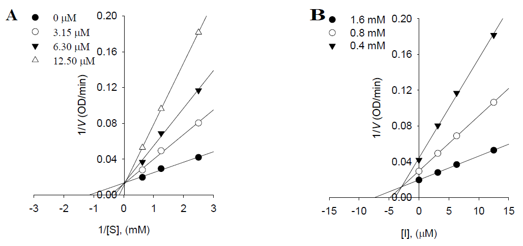 화합물 6의 PTP1B 저해활성 검증 (A) 화합물 6의 PTP1B 저해활성에 관한 Lineweaver-Bu가 plot, (B) 화합물 6의 PTP1B 저해활성에 관한 Dixon plot