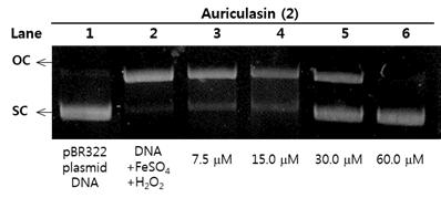 화합물 2의 농도의존적 pBR322 plasma DNA 손상보호효과