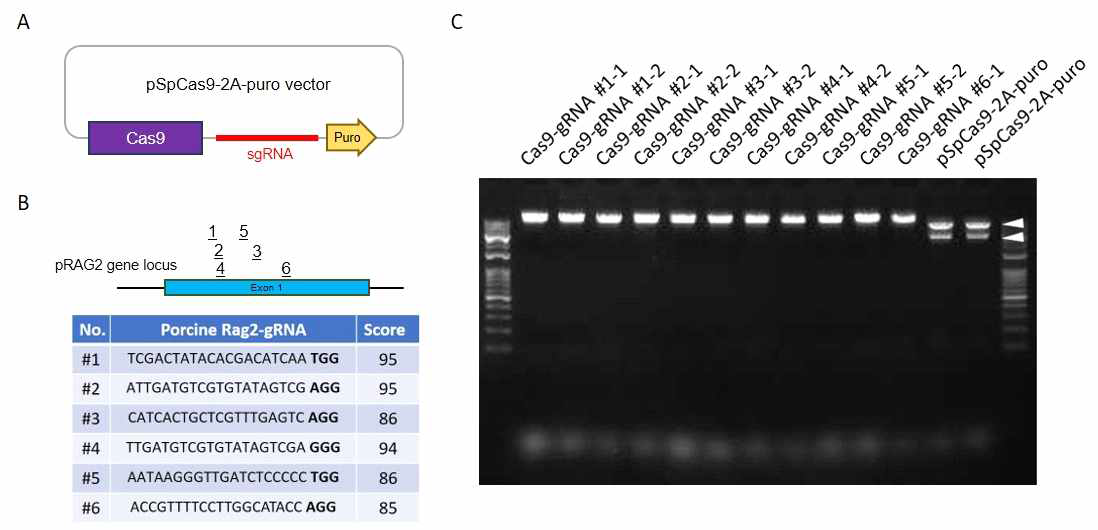 RAG2 유전자 불활성화를 위한 CRISPR/Cas9 벡터의 제작 (A) pSpCas9-2A-puro 벡터 모식도 (B) RAG2 유전자를 타겟팅하기 위한 sgRNA 시퀀스 및 타겟팅 사이트 모식도 (C) pSpCas9-2A-puro 벡터 내 sgRNA 도입 검증을 위한 전기영동 결과