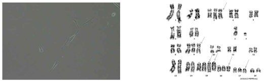 Rag2 돌연변이 형질전환 체세포 형태(좌,pRag2_PEF-♂)와 핵형분석(우, 화살표는 비정상 염색체를 보여줌)