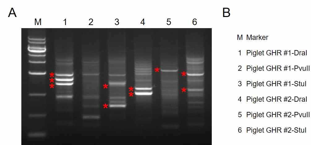 GFP/Neo 유전자 삽입위치 파악을 위한 실험 (A) 형질전환 돼지 유래 체세포 genome을 제한 효소 처리 후 특정 primer를 이용하여 PCR 증폭 (B) 레인별 샘플명, * 는 염기서열분석에 사용된 PCR product를 의미함