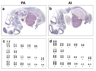 PA와 AI embryo의 발생학적 특징 분석 (a,b) sagittal plane에서 PA and AI embryos(D26)의 단면 (c,d). PA와 AI embryo에서 유래된 세포들의 염색체 분석