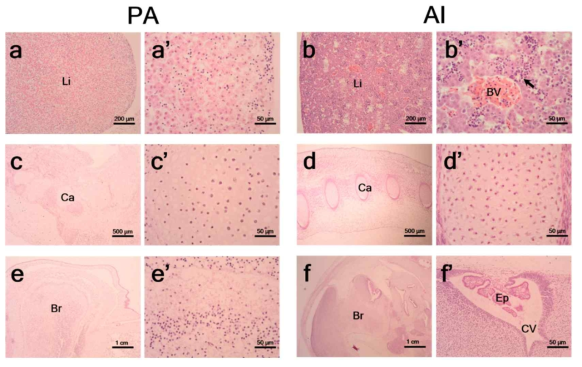 D35에 있는 PA와 AI 태아의 조직 분석. 발달중인 간(a,b),, 연골(c,d), 뇌(e,f)의 조직 병리학적 분석. 검은 화살표는 간 조직 절단면(b’)에 있는 primitive hematopoietic cells을 가르킴 BV: blood vessel; Ca: cartilage; Br: brain; Ep: ependymal cell; CV: cerebral ventricle