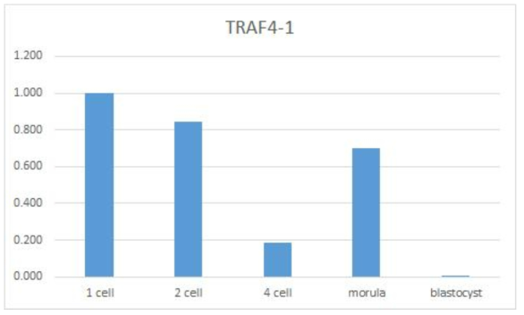 돼지 초기배아에서 TRAF4 발현 상대정량 착상전 초기 배아 발달에서 1세포기를 기준으로 TRAF4의 발현을 상대정향 하였음. Reference 유전자로 β-액틴을 사용함