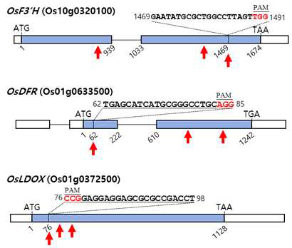 벼 게놈에서 F3ʹH, DFR, LDOX 유전자 변이체 작성을 위한 sgRNA 위치