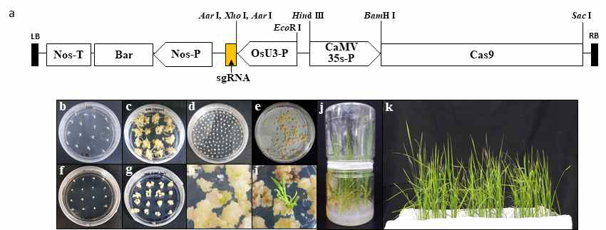 Ti-plasmid 벡터 구축 및 Agrobacterium 방법 이용 벼 형질전환체 육성