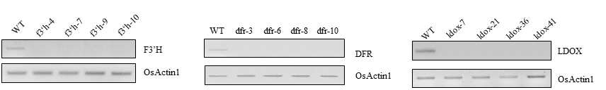 OsF3’H, OsDFR 및 OsLDOX 편집계통으로부터 유전자 발현 분석