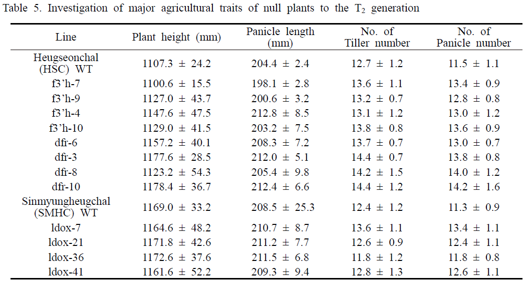 유전자 편집 null 계통 후대에서 농업적 특성 분석
