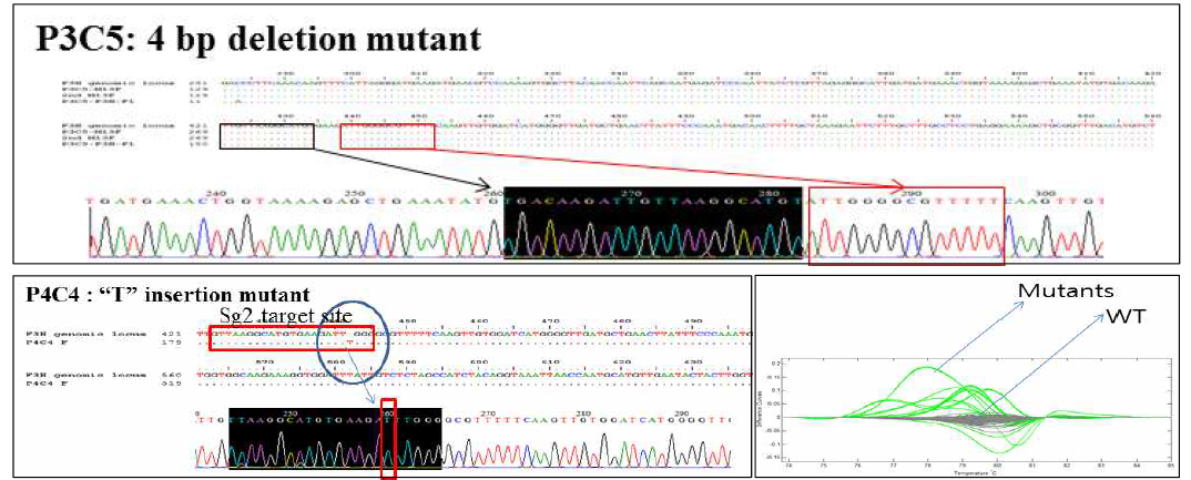 HRM과 Sanger sequencing을 통한 2개 변이체 최종 확인 검증