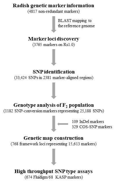 분자표지 통합 및 대용량 고속 유전형 분석 SNP 마커 개발을 위한 모식도