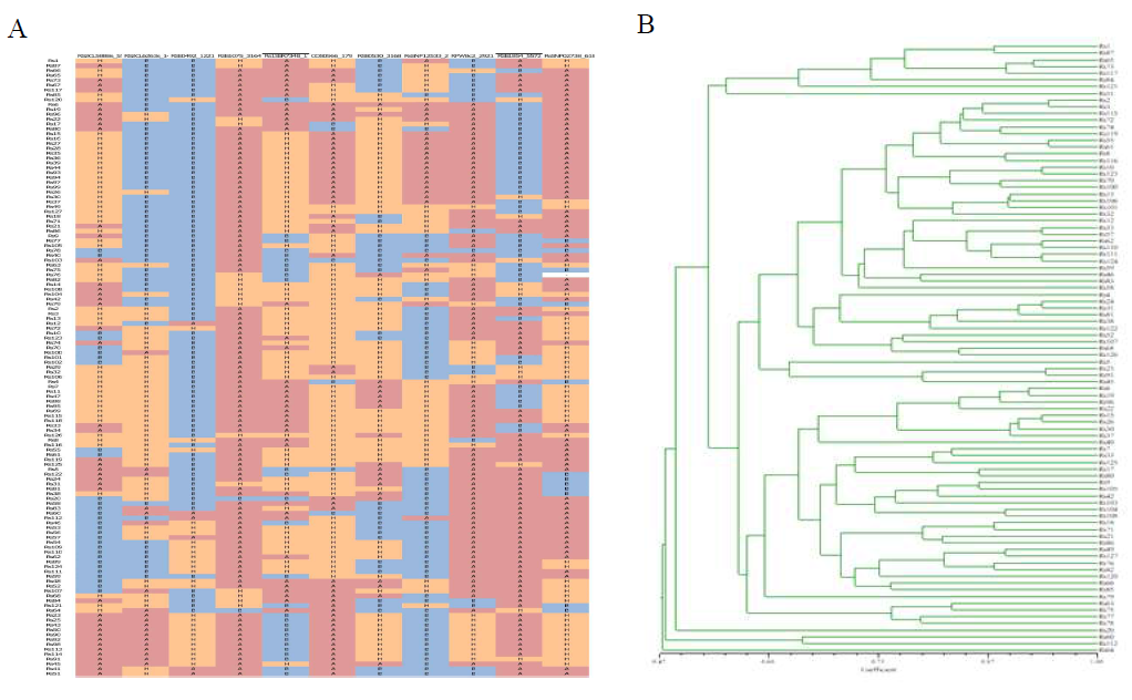 시판중인 무 F1 품종 91 계통에 KASP용 11개 SNP 분자표지를 적용한 예. A, genotyping 결과 작성한 유전형 메트릭스. B, 유전형 메트릭스에 대한 UPGMA clustering 분석