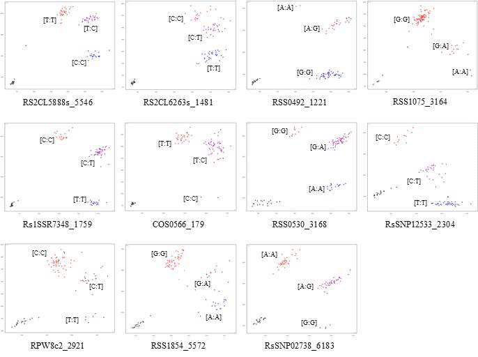 시판중인 무 F1 품종에 11개 KASP용 SNP 분자표지를 적용한 genotyping plot. X축과 Y축은 각각 HEX와 FAM 형광을 나타냄. 빨간색과 파란색은 동형 유전형, 보라색은 이형 유전형, 검정색은 대조구를 각각 나타냄. 괄호 내 서열은 SNP 좌위의 유전형을 표시함