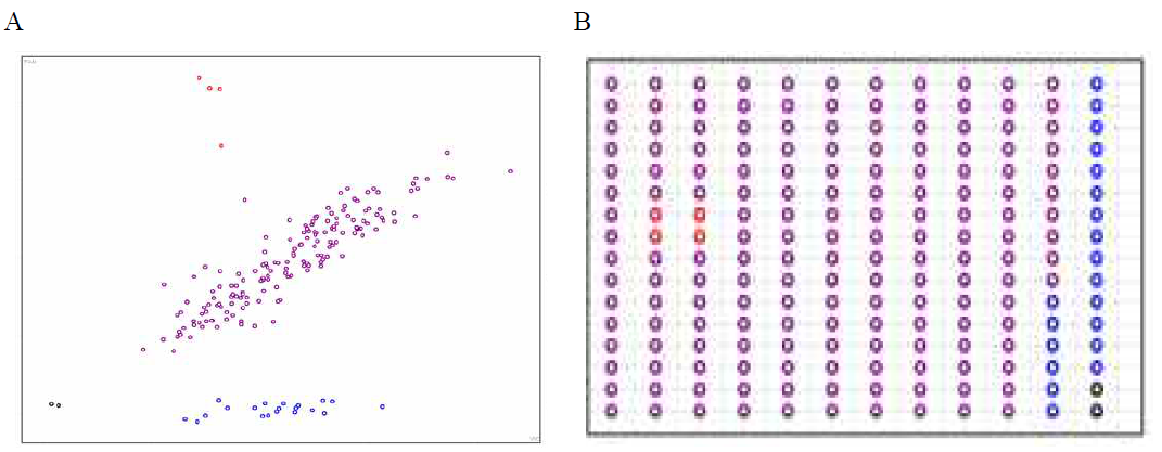 알파인무의 종자 순도 검정의 예시 A, KASP를 이용한 genotyping plotting 예. B, 샘플별 genetyping map (2반복; 보라색, hetero; 빨간색, A 유전형; 파란색, B 유전형; 검정색, 판독불가). 진주대평무를 대조구로 사용함