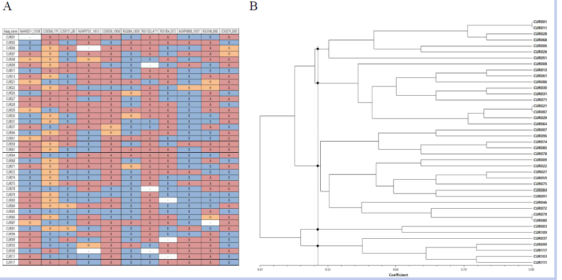 무 핵심집단 자원을 이용하여 다양한 무 자원을 구분할 수 있는 KASP 기반 SNP 분자표지 세트의 적용 결과. A, 11개 KASP용 SNP 분자표지를 무 핵심집단의 41 자원에 적용하여 작성한 유전형 메트릭스. B, 유전형 메트릭스에 대한 UPGMA clustering 분석