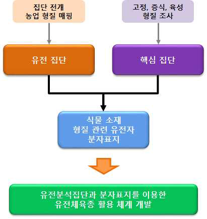 무의 유전분석집단과 분자표지를 이용한 유전제육종 활용 체계 개발 전략